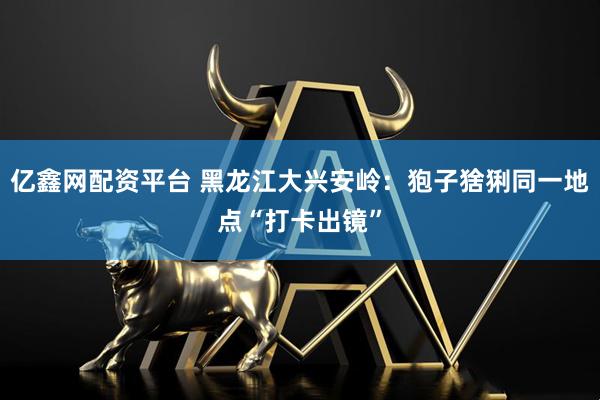 亿鑫网配资平台 黑龙江大兴安岭：狍子猞猁同一地点“打卡出镜”
